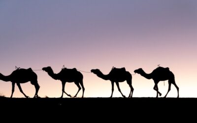 Wie Tiere gehen (Animal Walks)