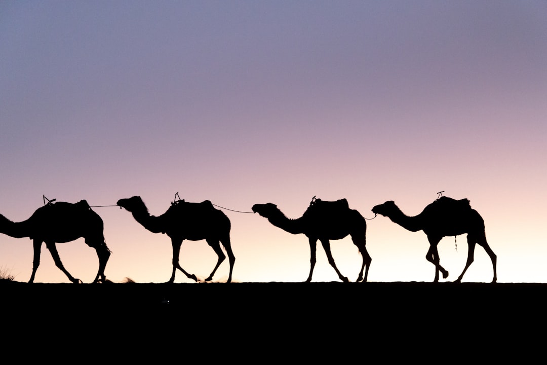 a line of camels walking across a field